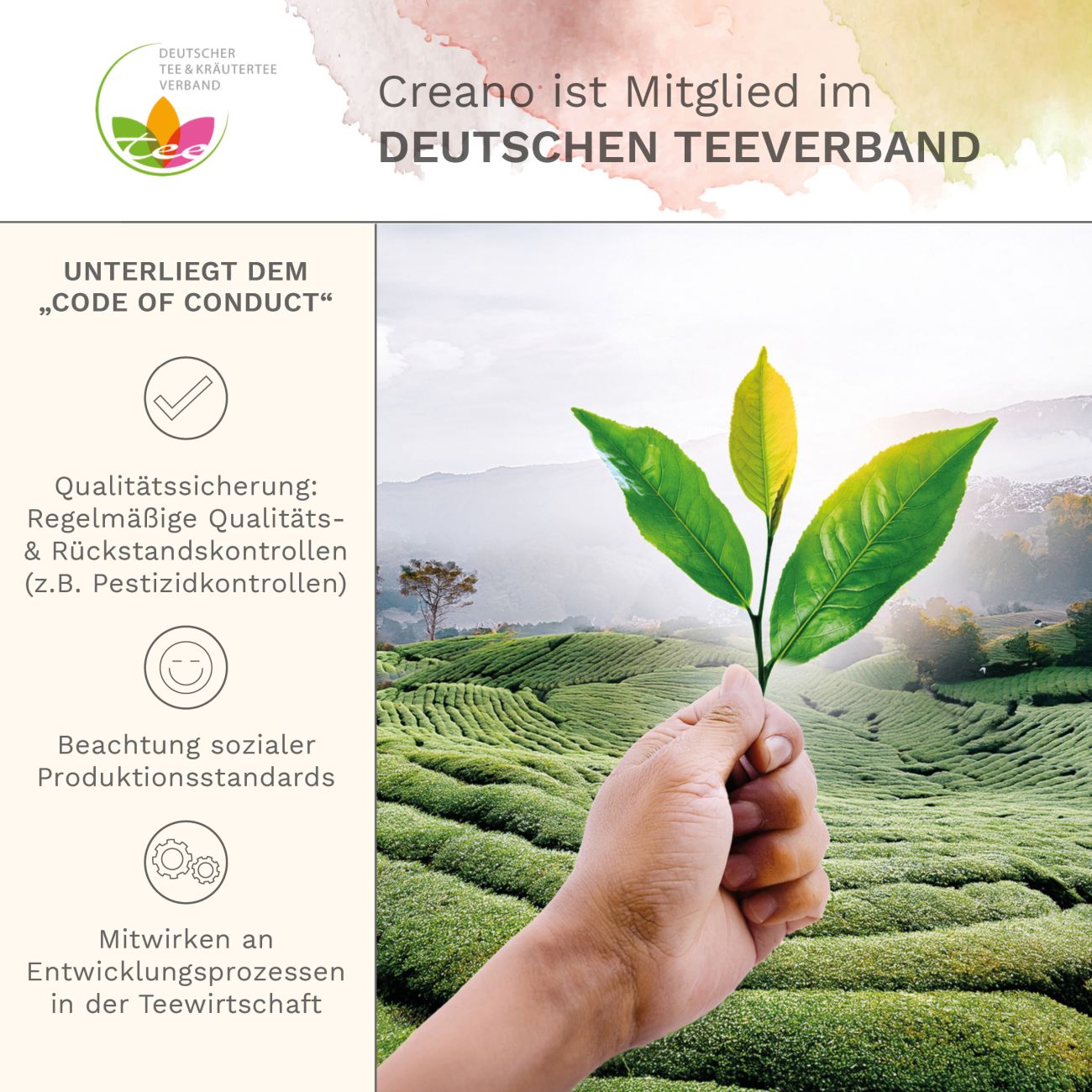 Neues Design: ErblühTee-Mix Set mit Glaskanne - Creano