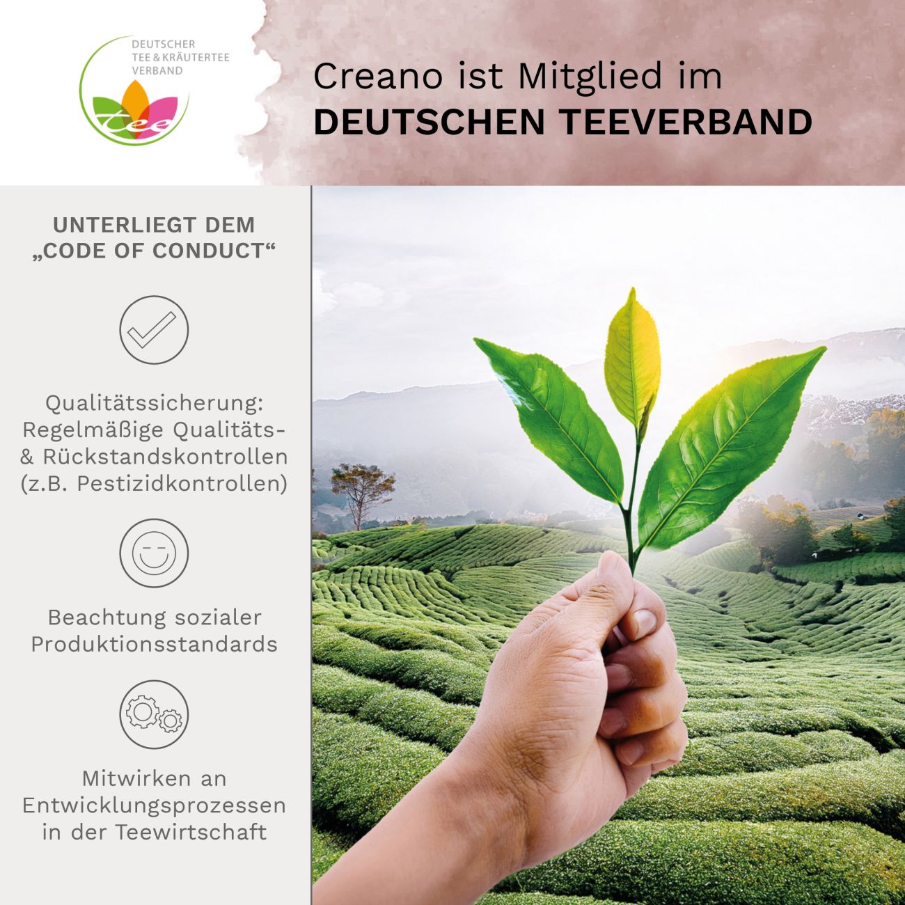Neues Design: Schwarztee-Geschenkset mit Glaskanne und Blüten - Creano