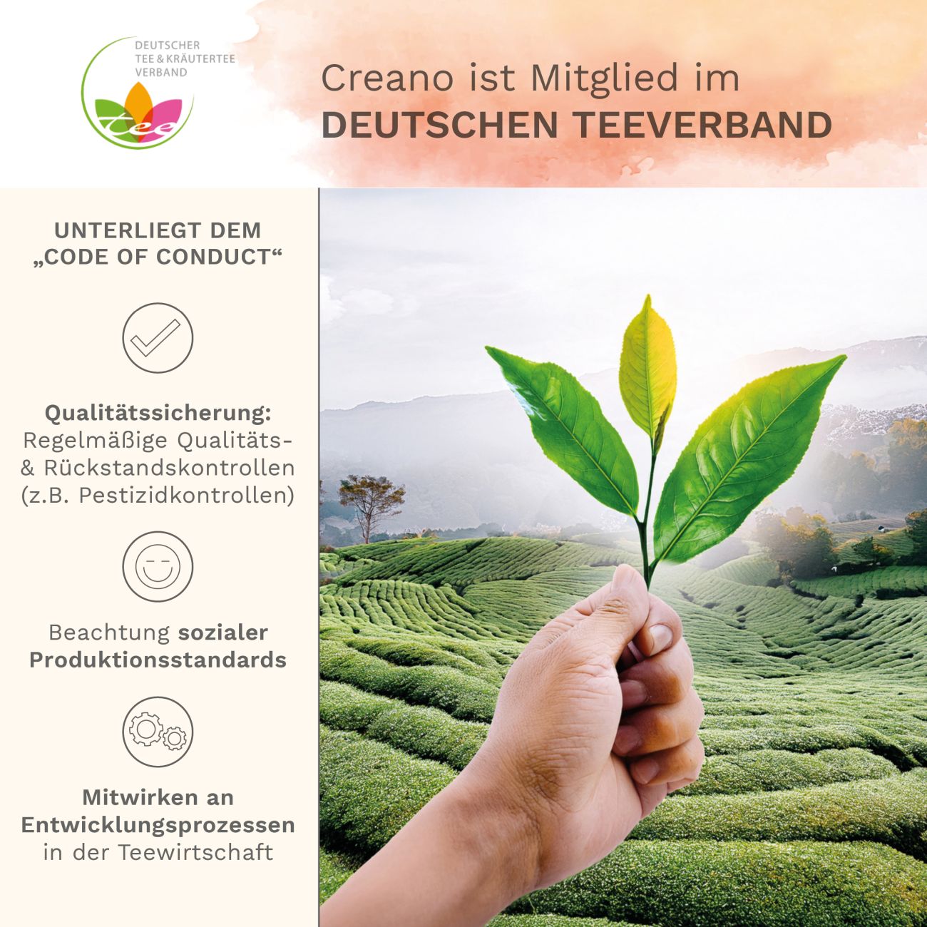 Neues Design: Teeblumen-Set Glaskanne & Weißer Tee - Creano